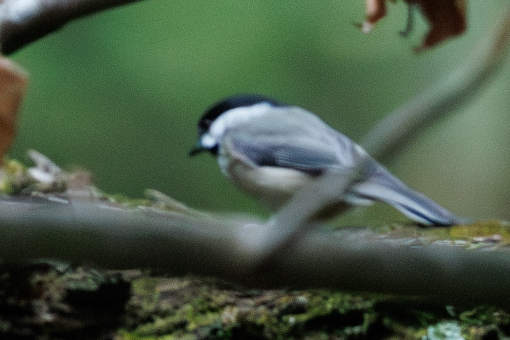 sýkora karolínská - ML641394288