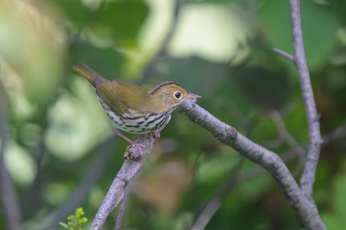 lesňáček zlatohlavý - ML641394292