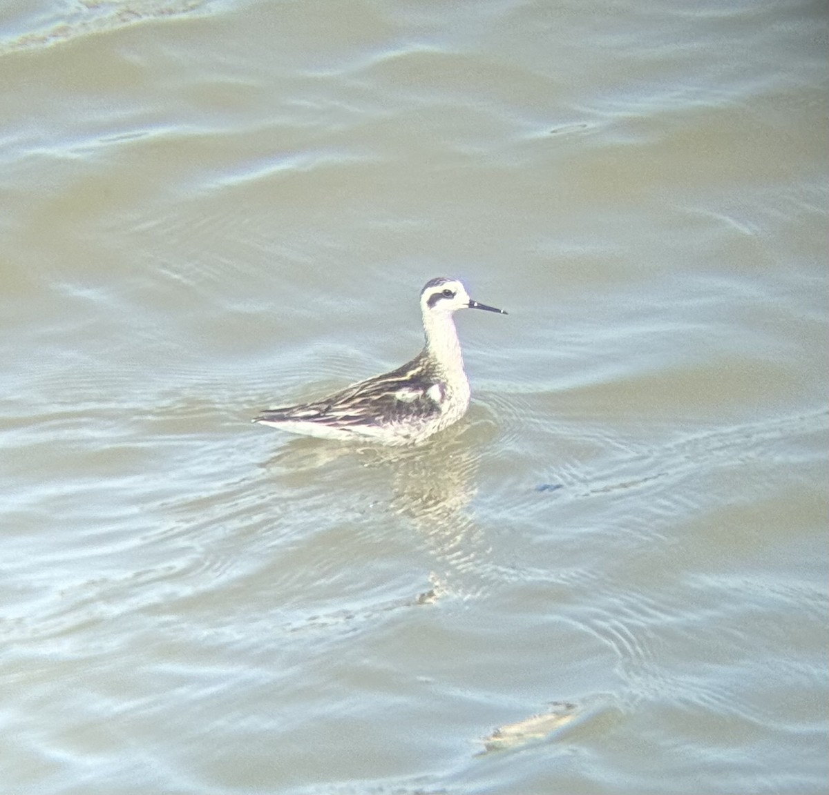 Red-necked Phalarope - ML641394310