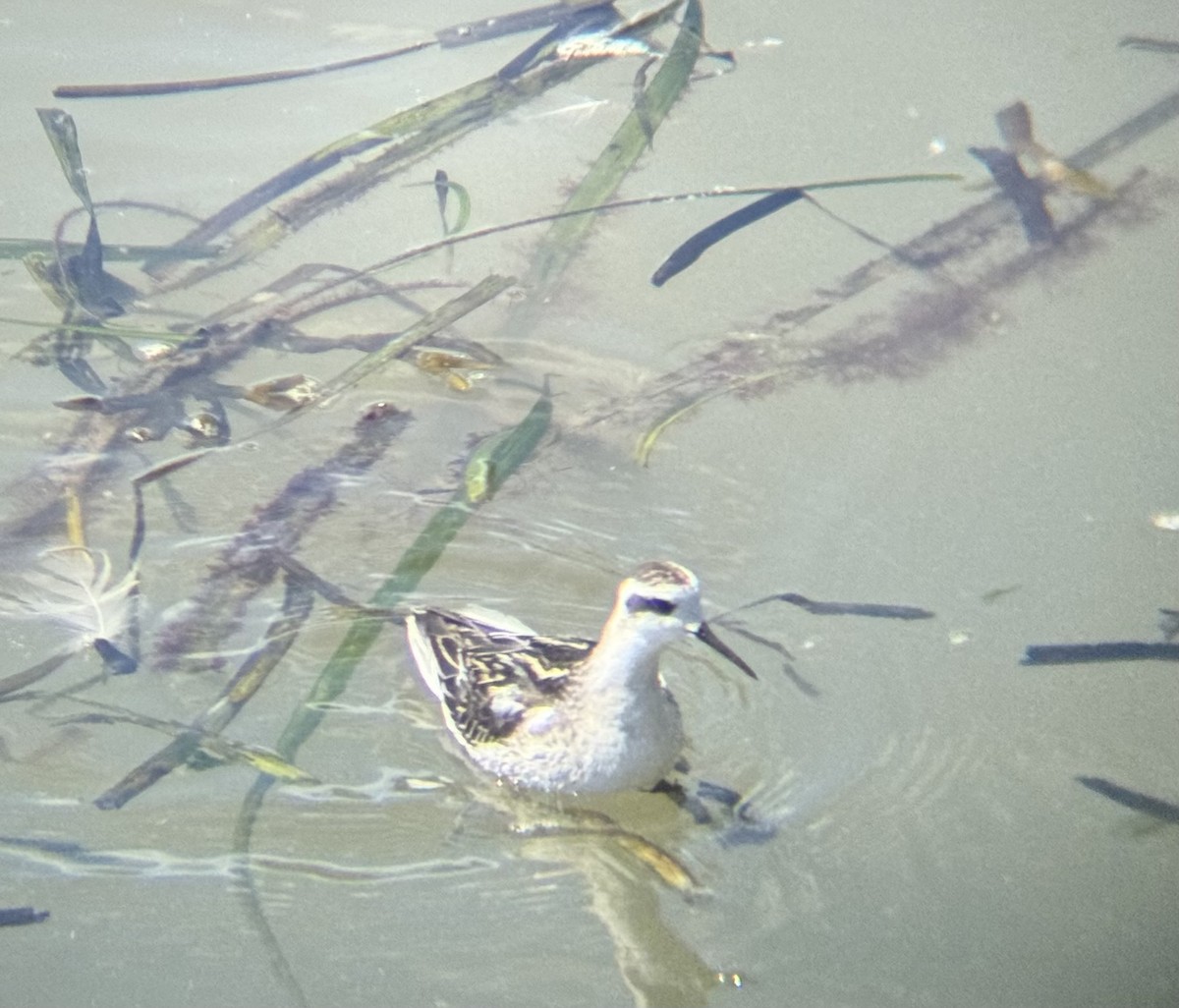 Red-necked Phalarope - ML641394311