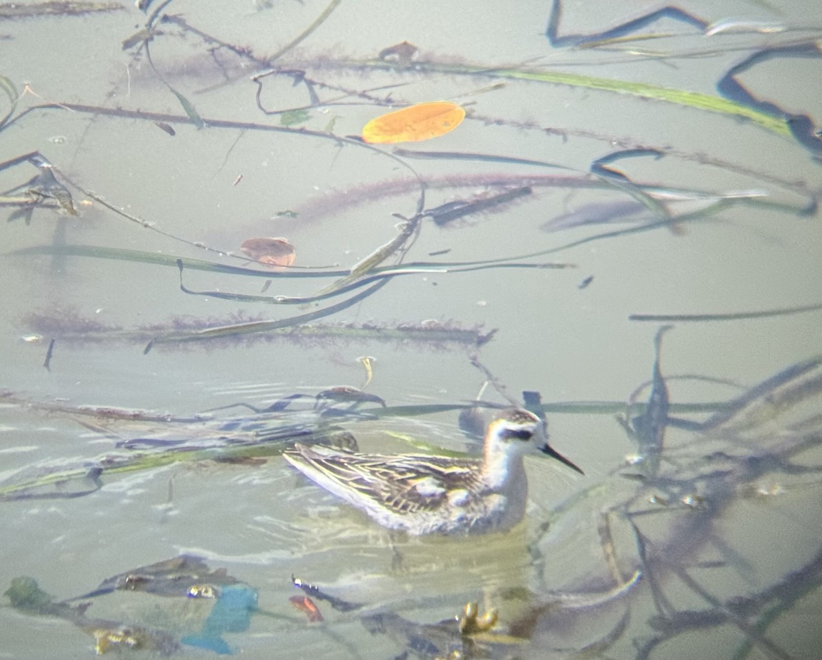 Red-necked Phalarope - ML641394312