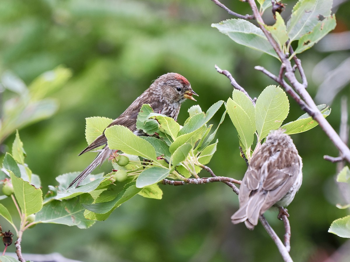 Redpoll (Common) - ML641394314