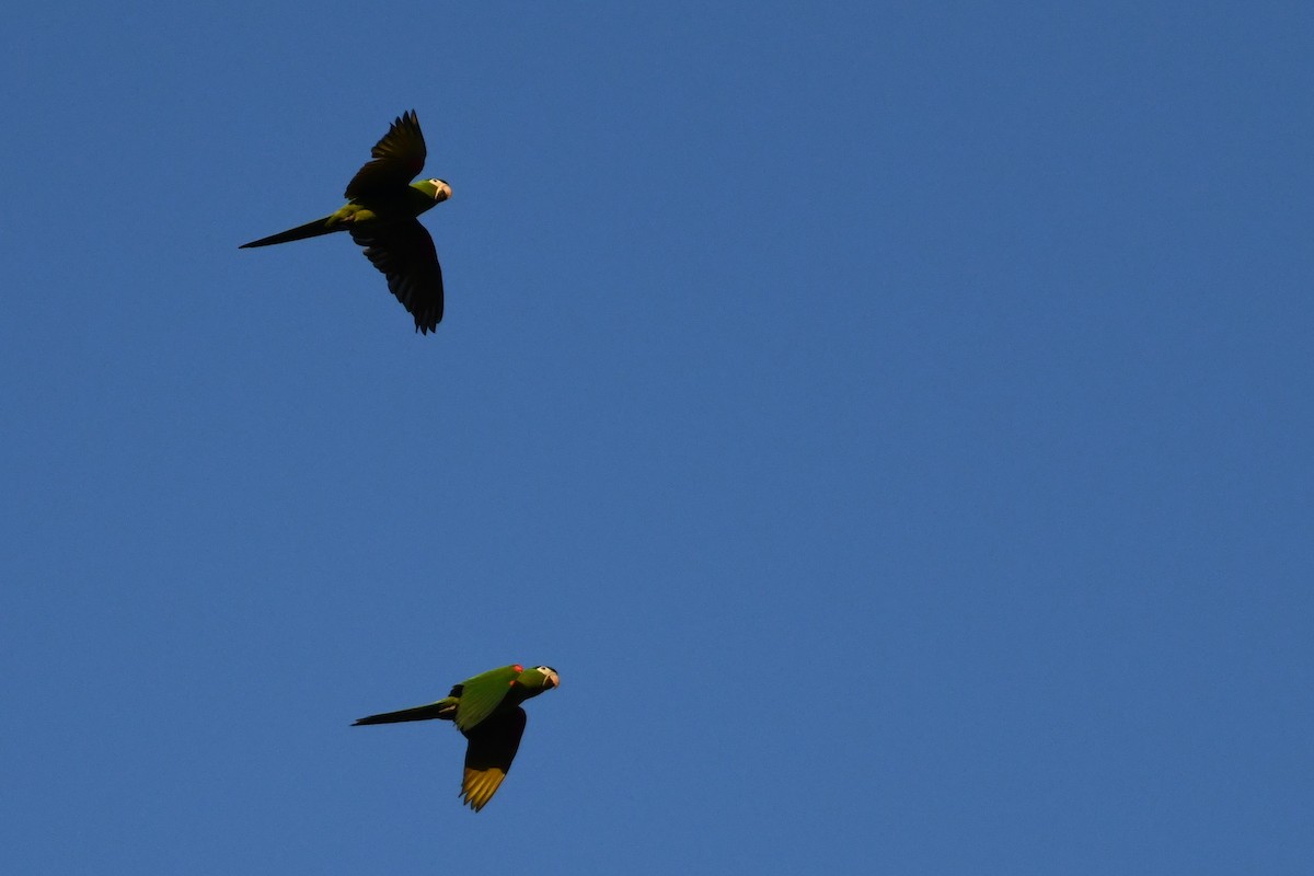 Yellow-collared Macaw - ML641394317