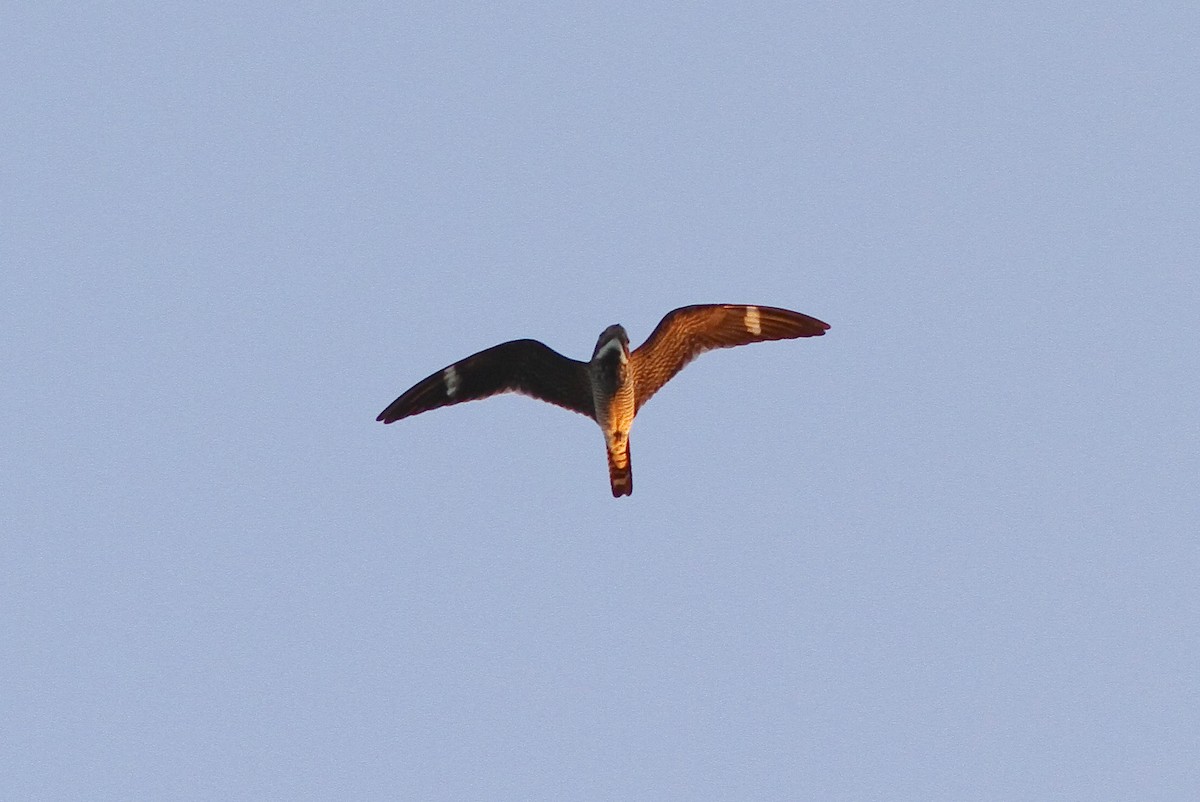 Antillean Nighthawk - ML641394327