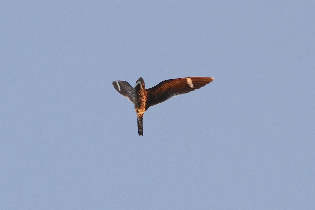 Antillean Nighthawk - ML641394330