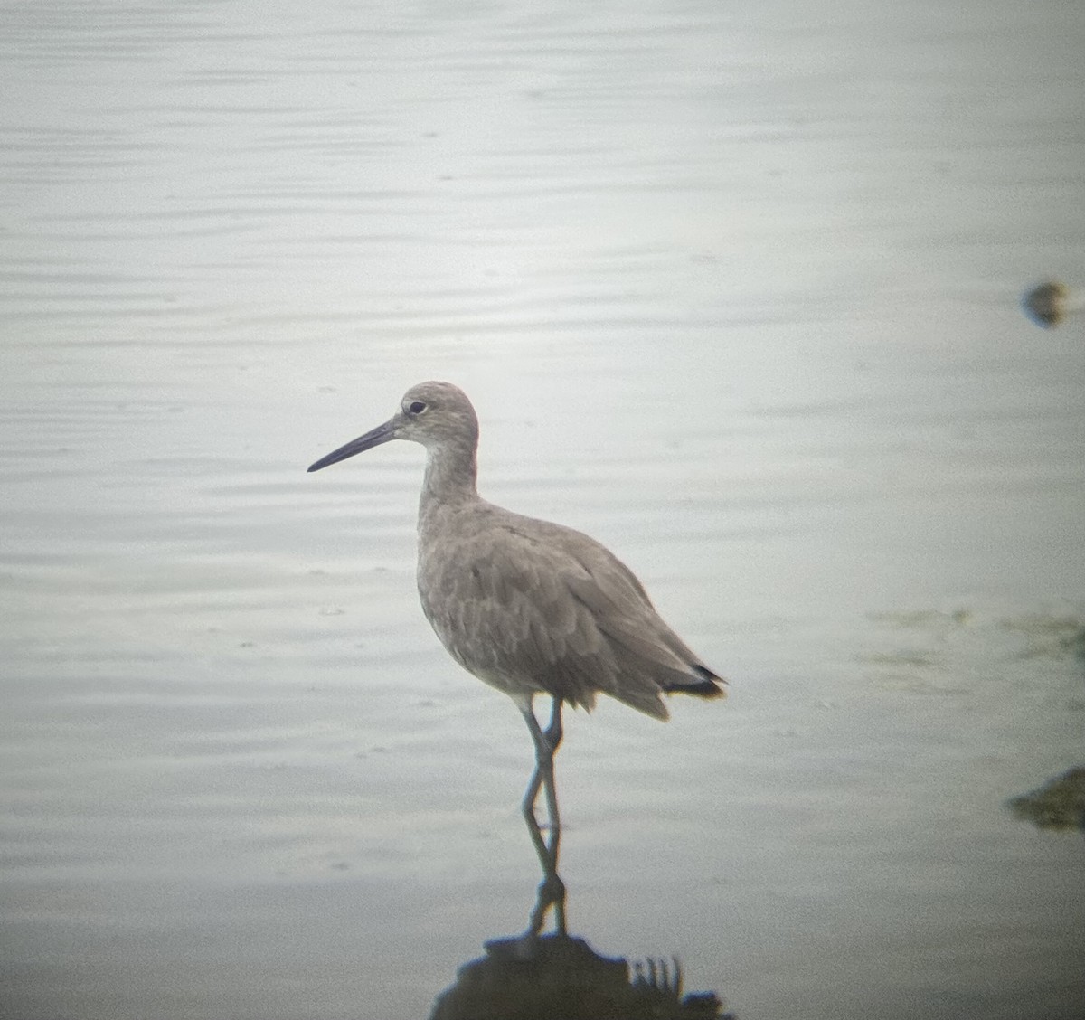 Willet - ML641394337