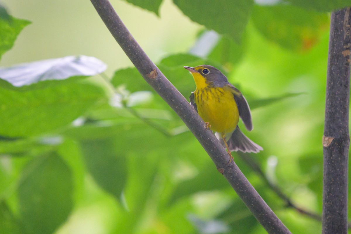 lesňáček kanadský - ML641394338