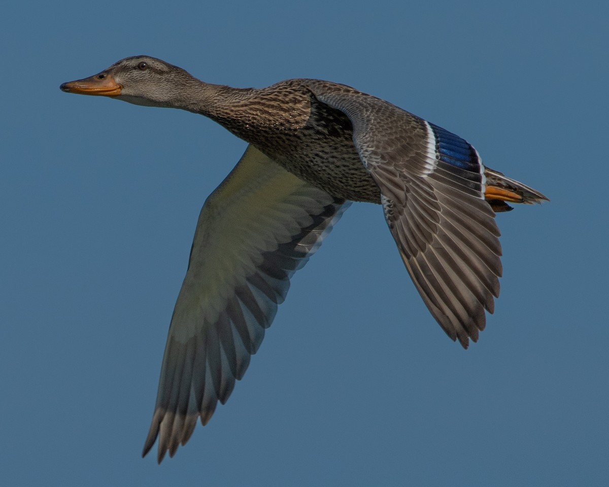 Mallard - ML641394351