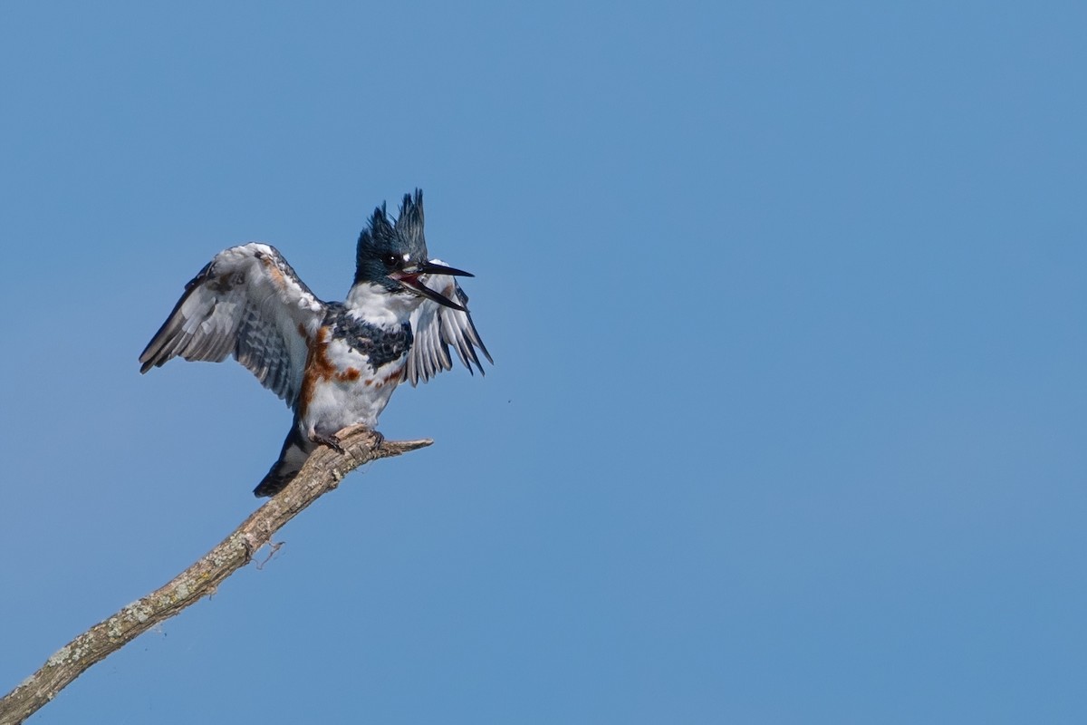 Belted Kingfisher - ML641394354
