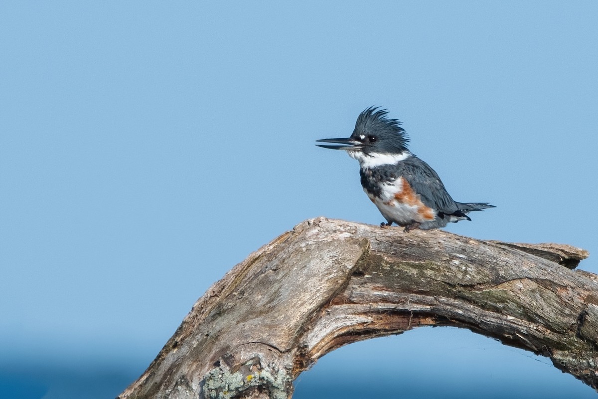 Belted Kingfisher - ML641394355