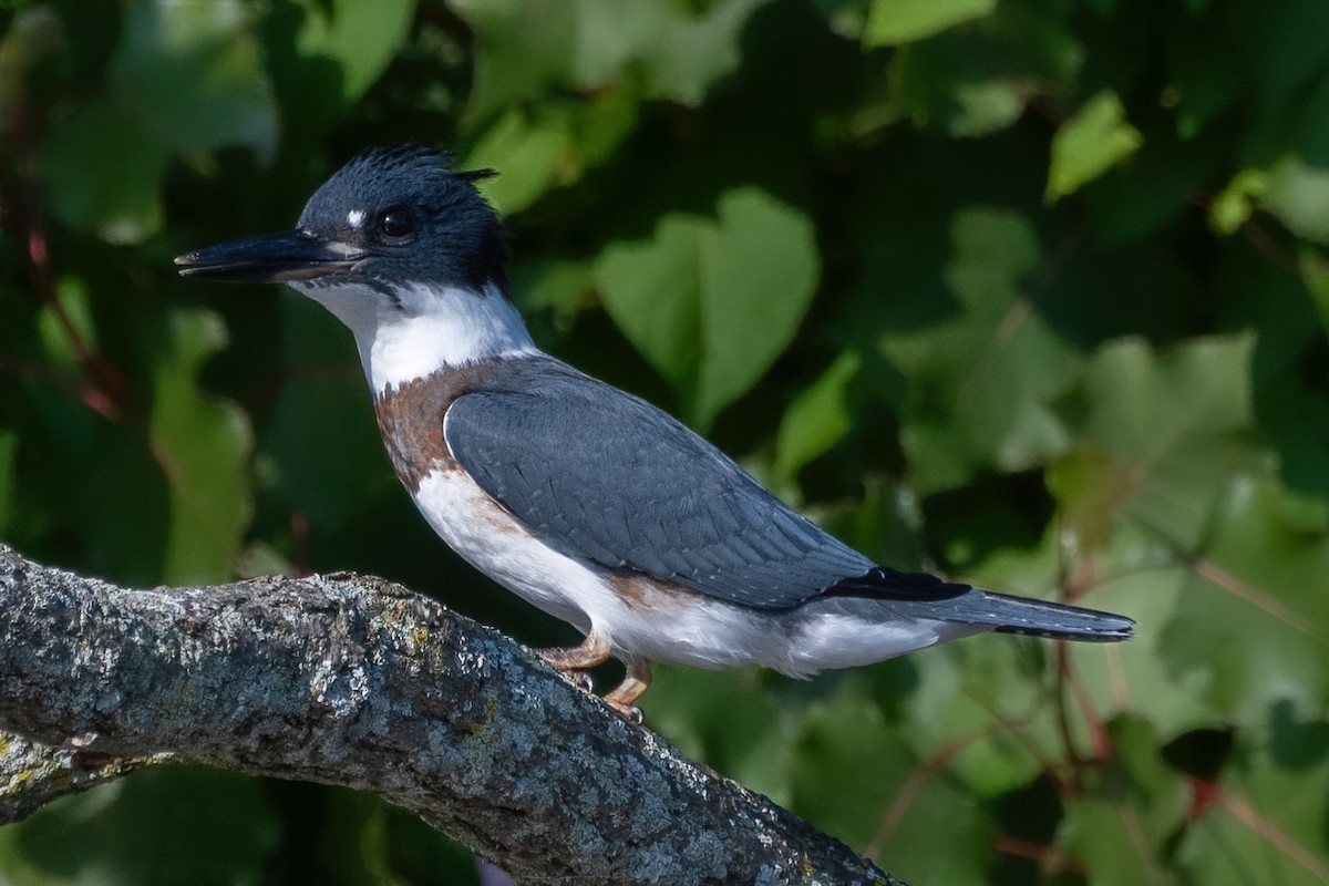 Belted Kingfisher - ML641394356