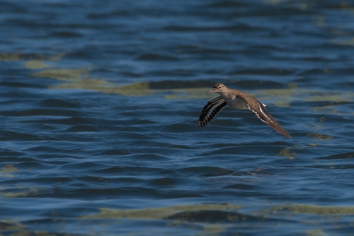 Spotted Sandpiper - ML641394366
