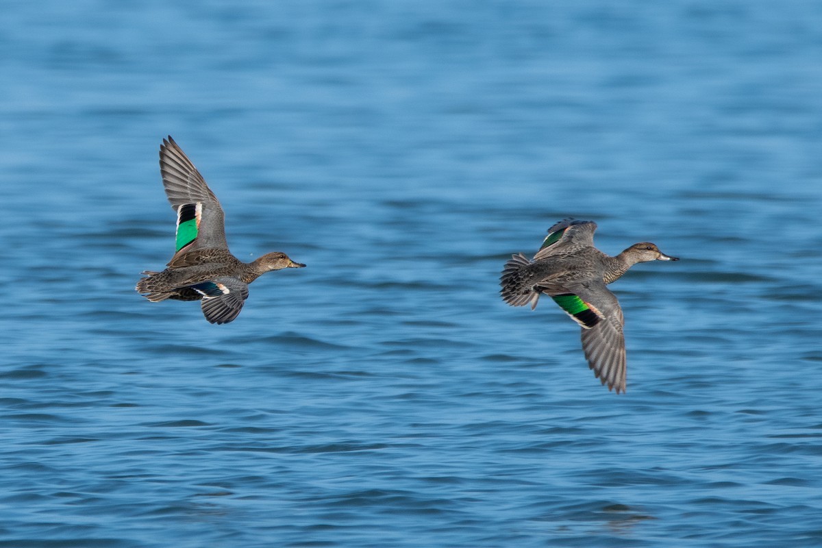 Green-winged Teal - ML641394375