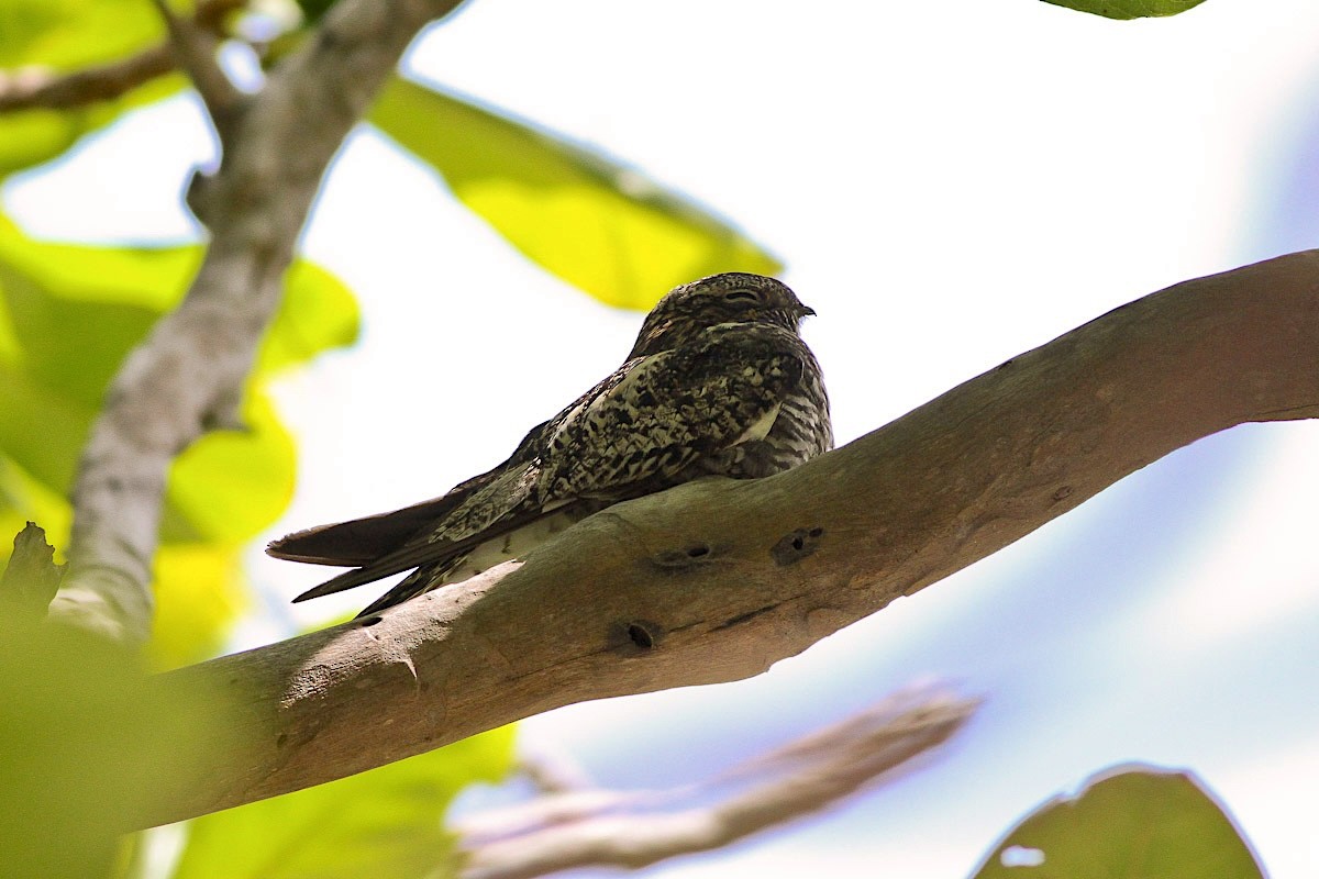 Antillean Nighthawk - ML641394391