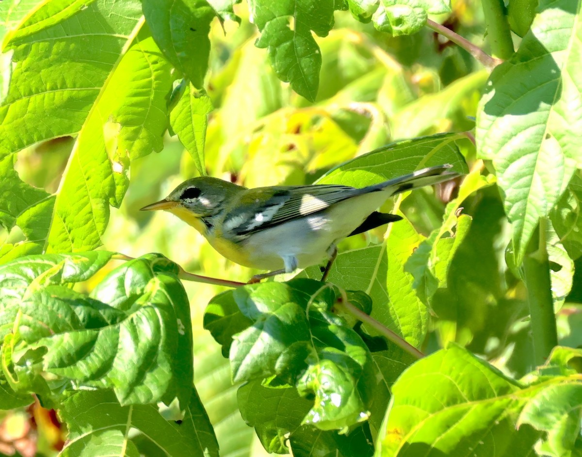 Northern Parula - ML641394412