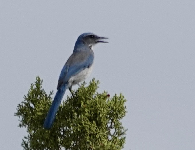 Woodhouse's Scrub-Jay - ML641394425