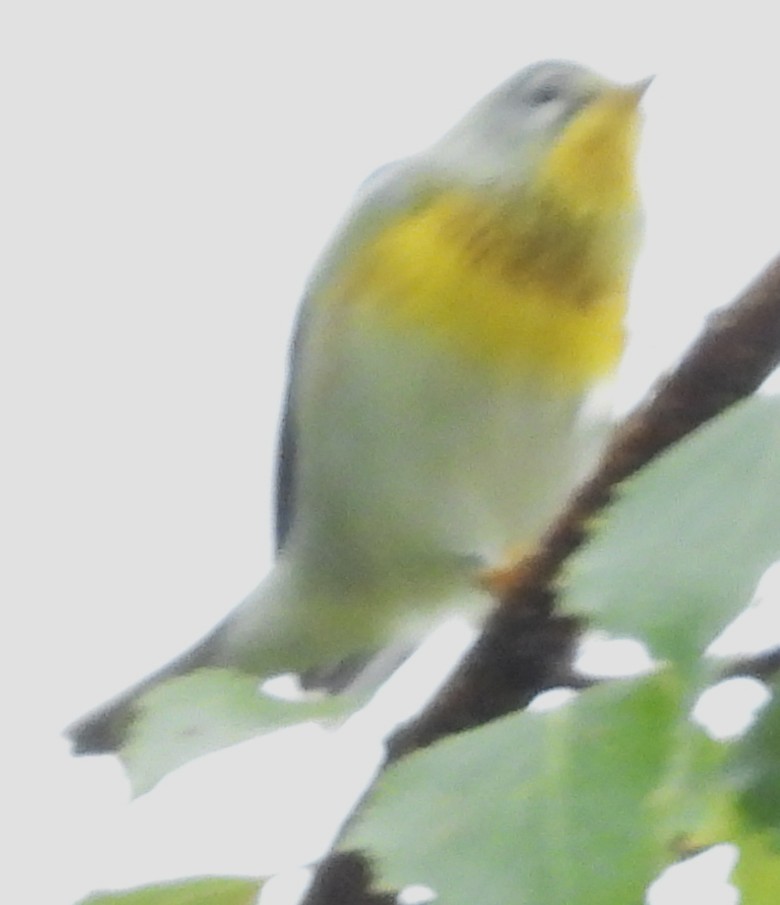 Northern Parula - ML641394426