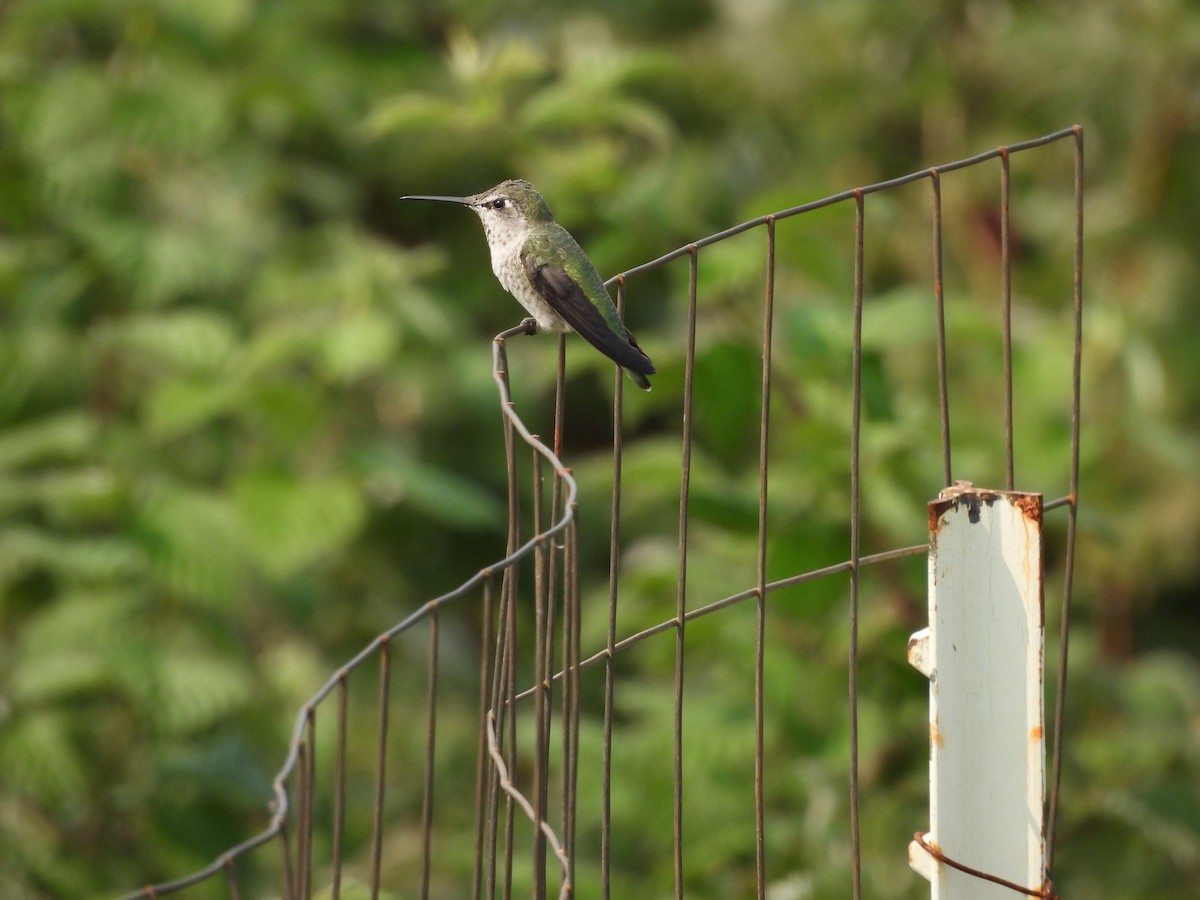 Anna's Hummingbird - ML641394472