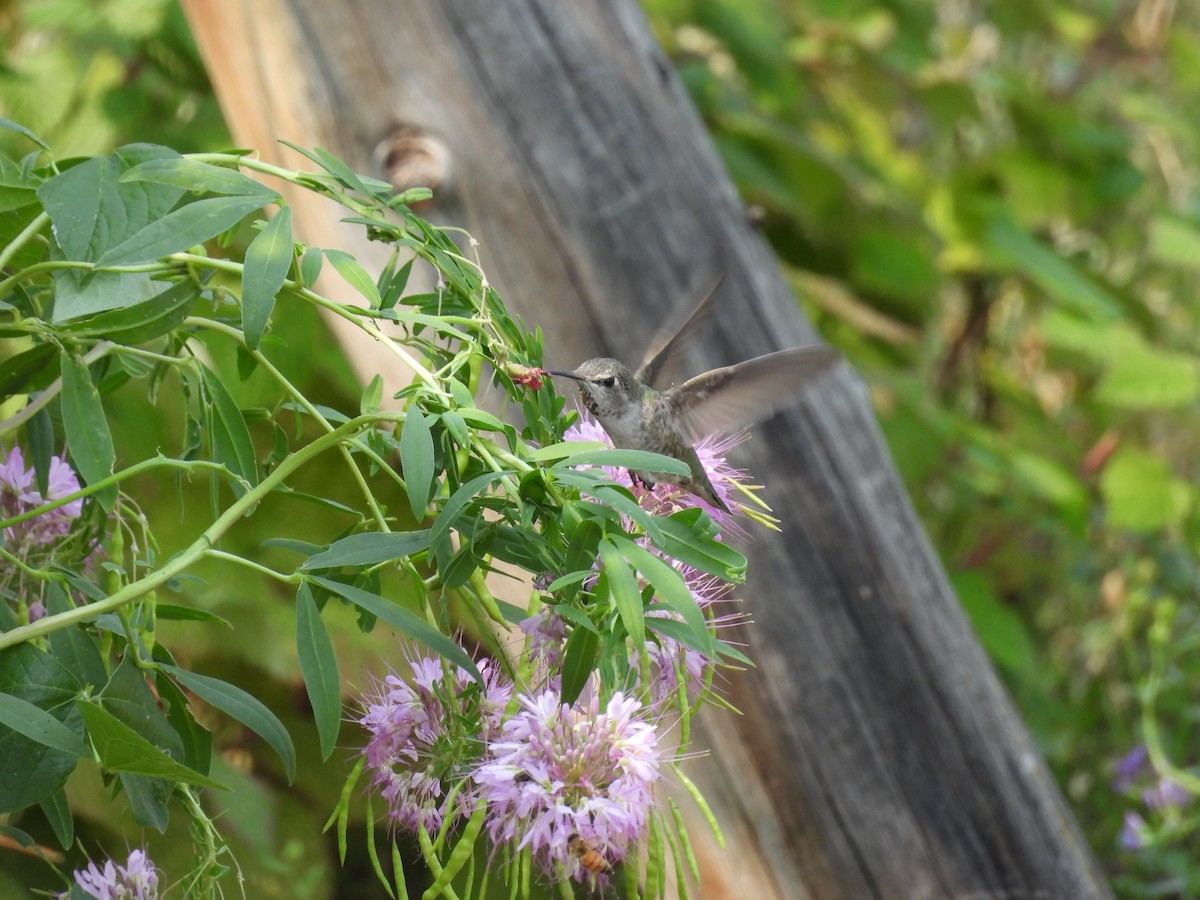 Anna's Hummingbird - ML641394473
