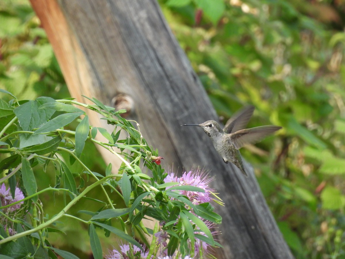 Anna's Hummingbird - ML641394474