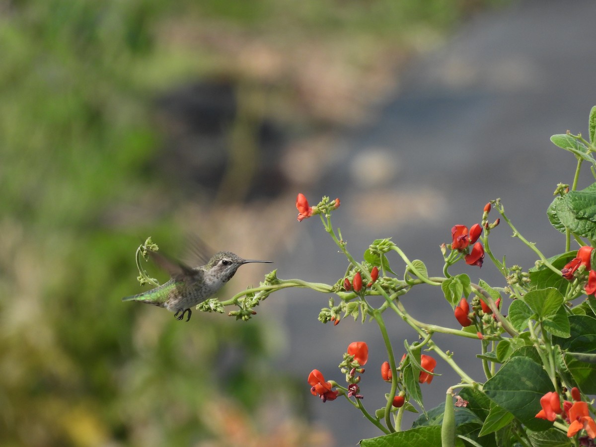 Anna's Hummingbird - ML641394475