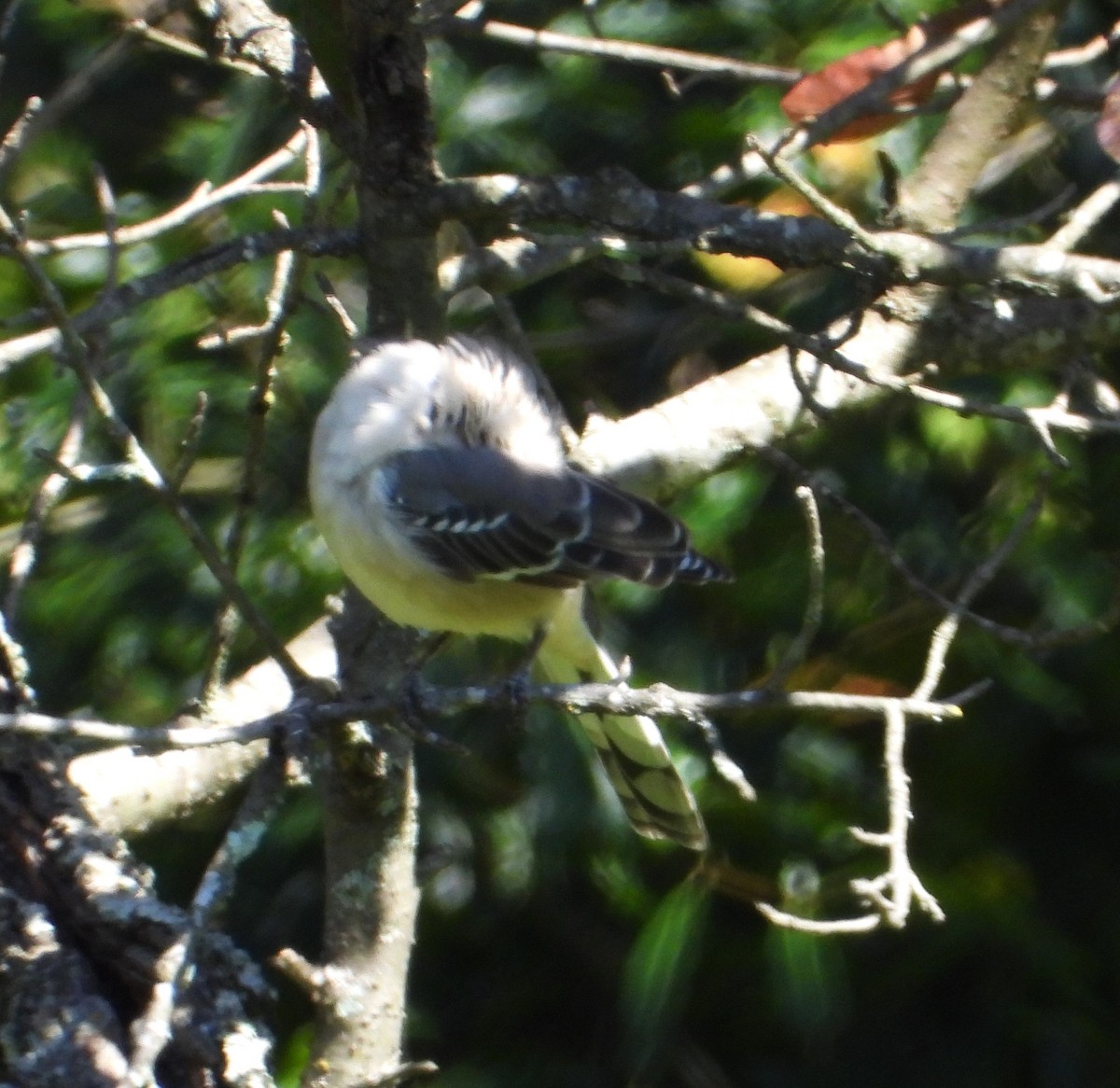 Yellow-billed Cuckoo - ML641394477