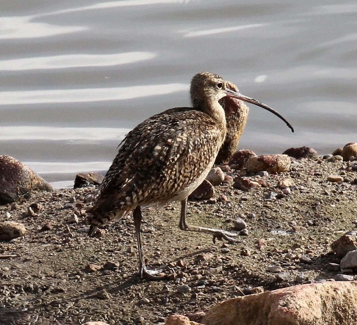 Long-billed Curlew - ML641394503