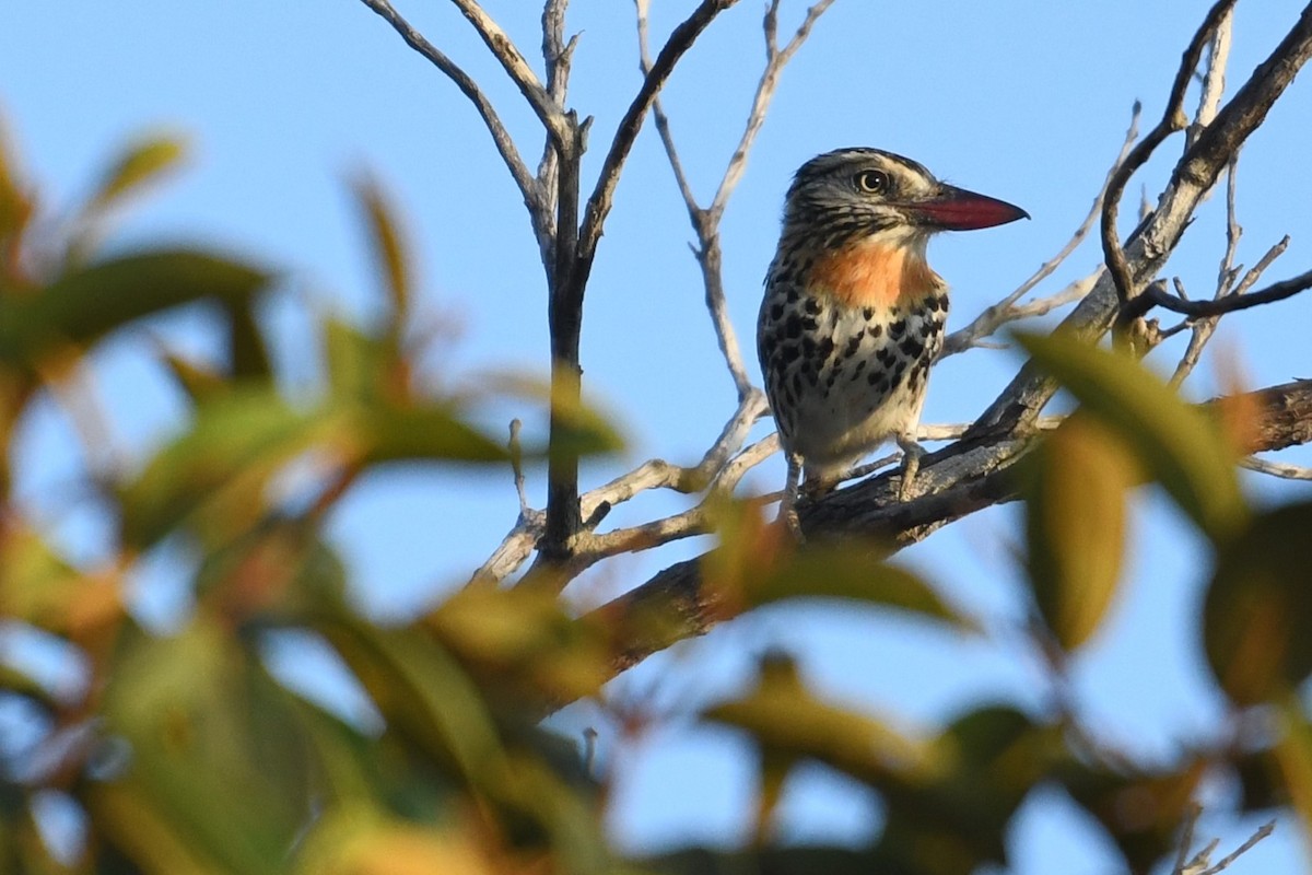 Spot-backed Puffbird - ML641394517
