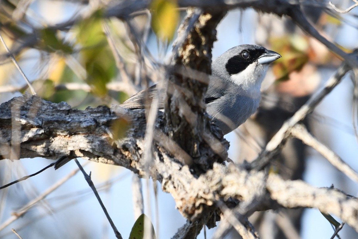 White-banded Tanager - ML641394529