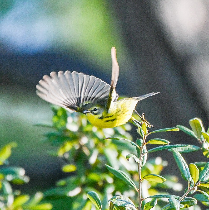 Prairie Warbler - ML641394537