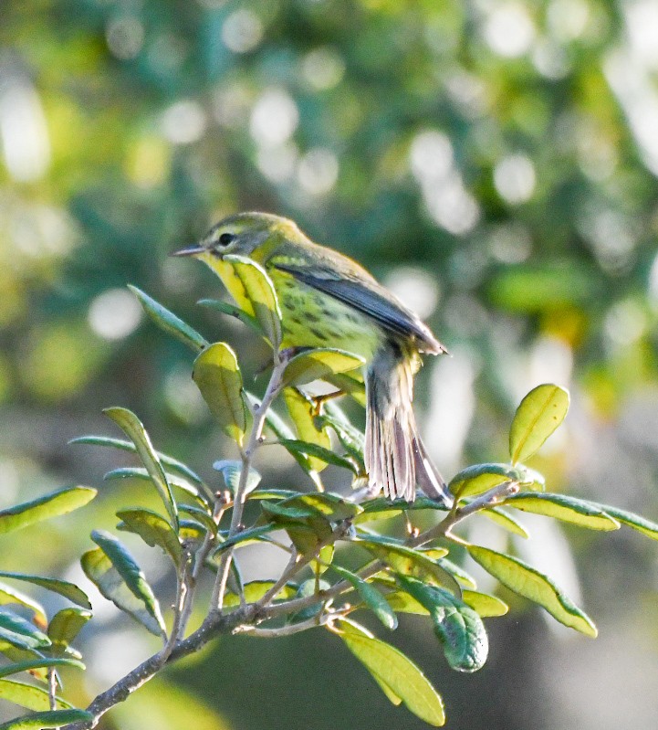 Prairie Warbler - ML641394538