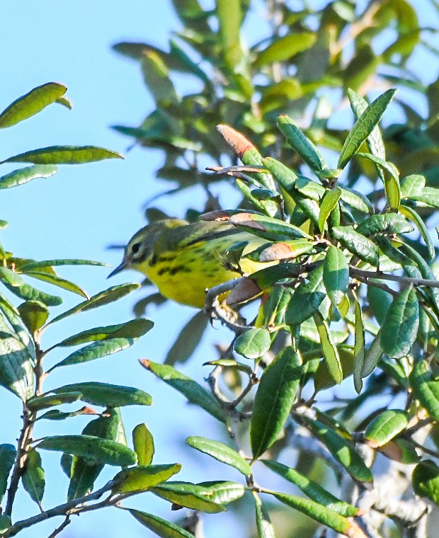 Prairie Warbler - ML641394539