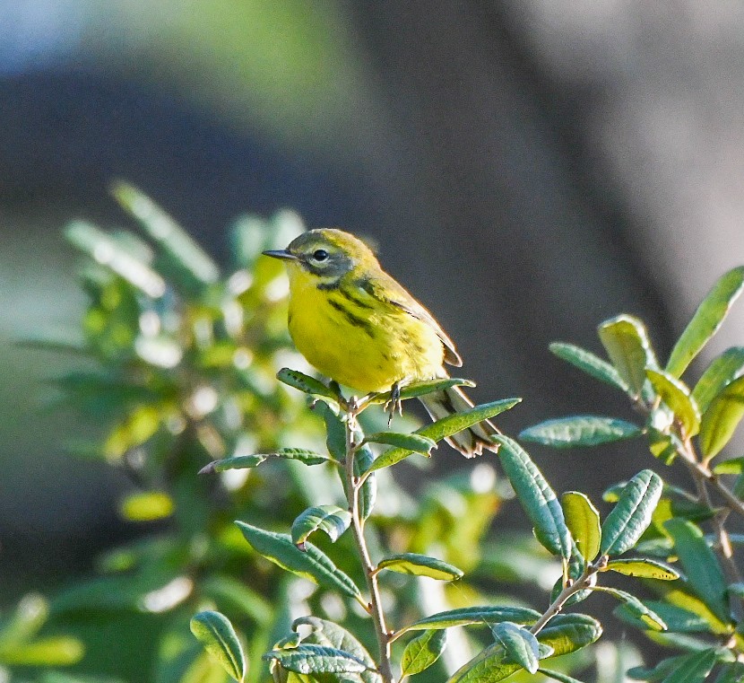 Prairie Warbler - ML641394540