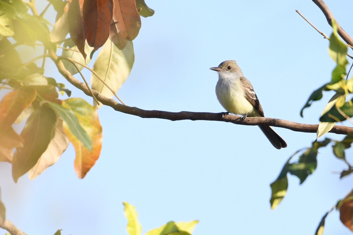 Swainson's Flycatcher - ML641394551