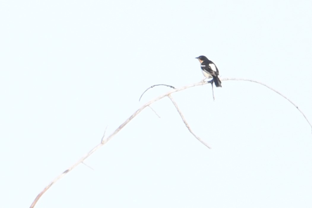 White-rumped Tanager - ML641394566
