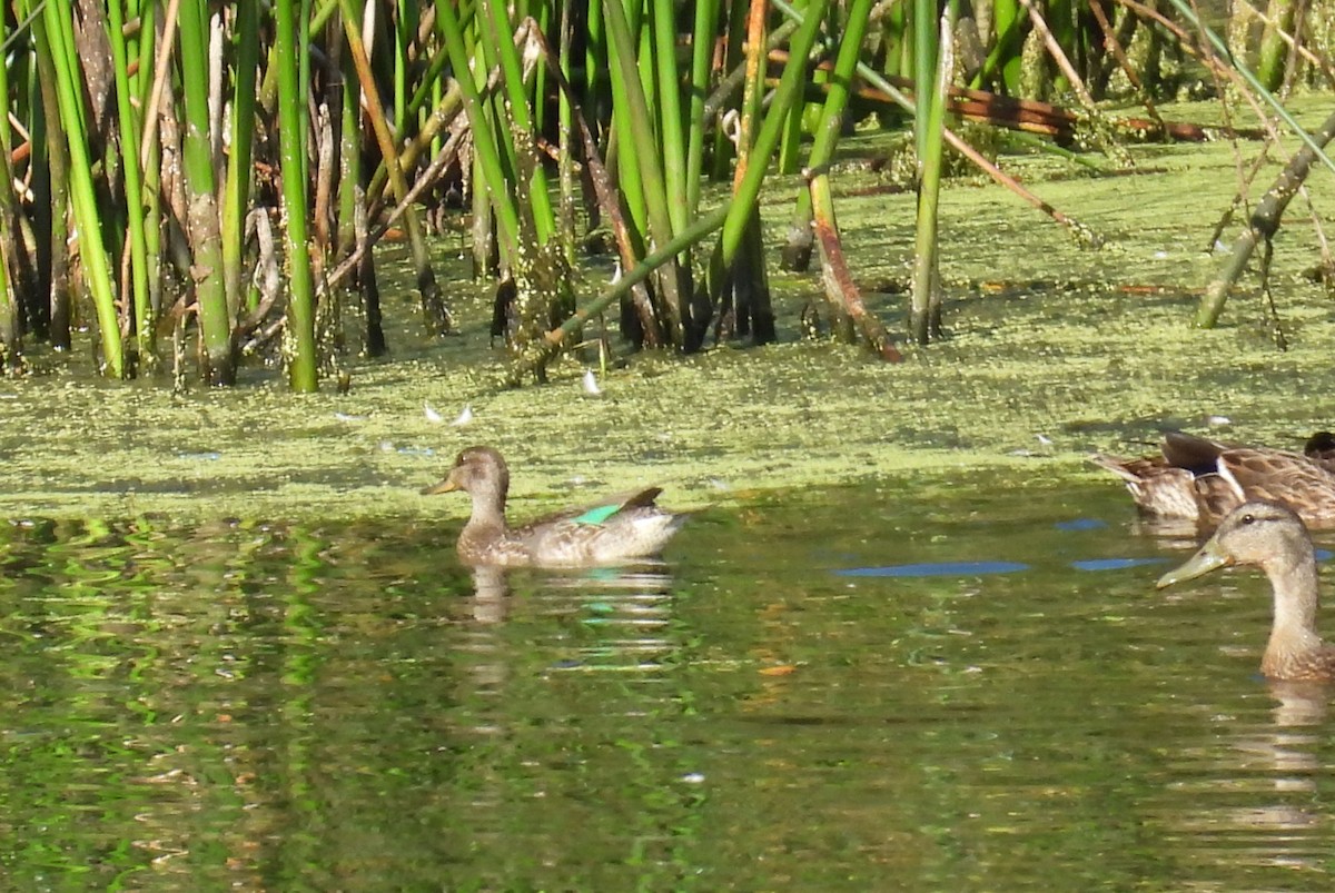 Green-winged Teal - ML641394576