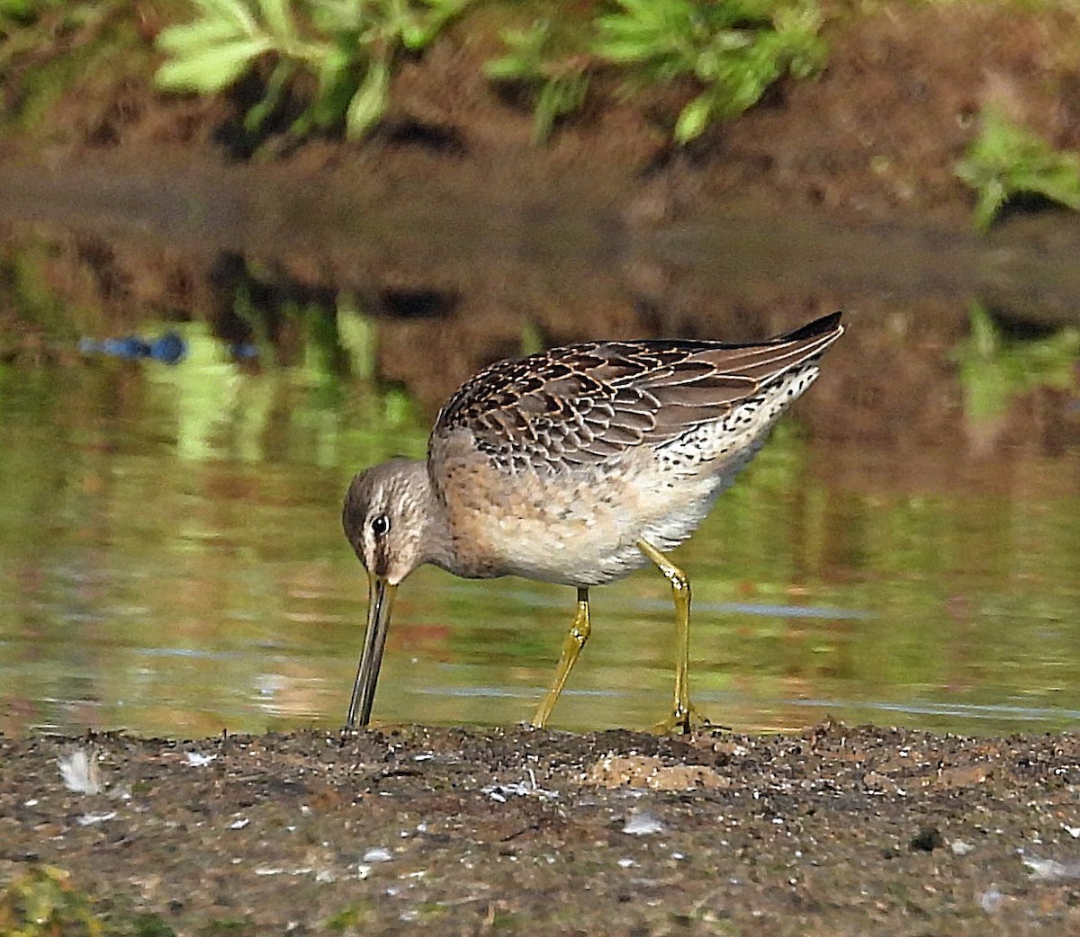 Bécassin à long bec - ML641394584