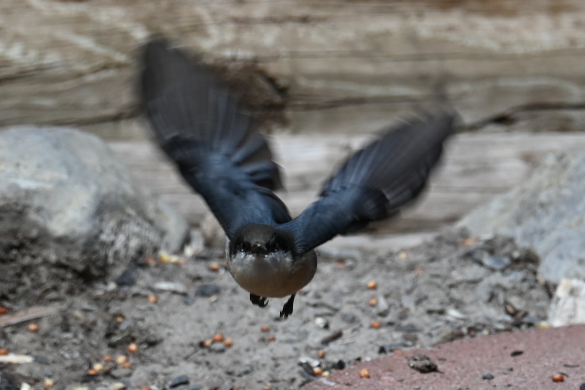 Pygmy Nuthatch - ML641394617