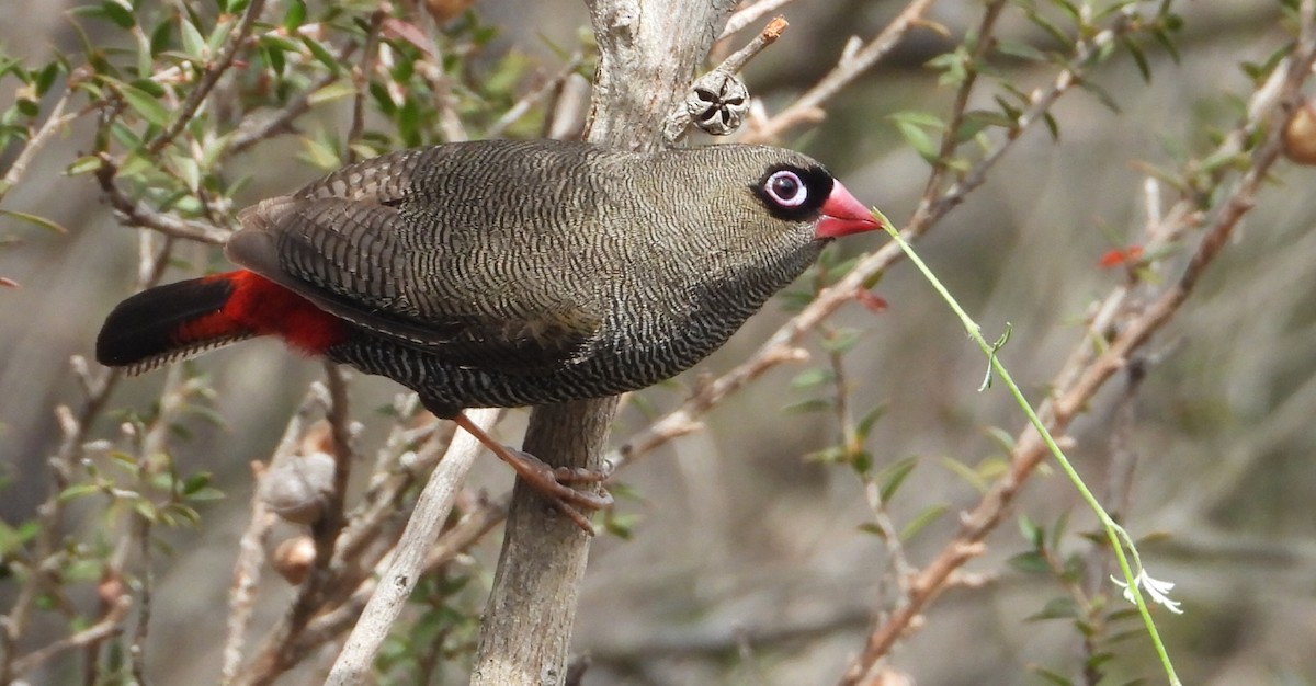 Beautiful Firetail - ML641394623