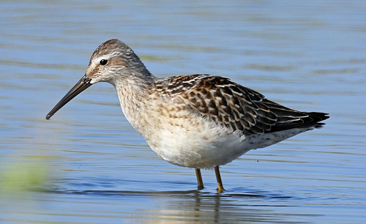 Stilt Sandpiper - ML641394638