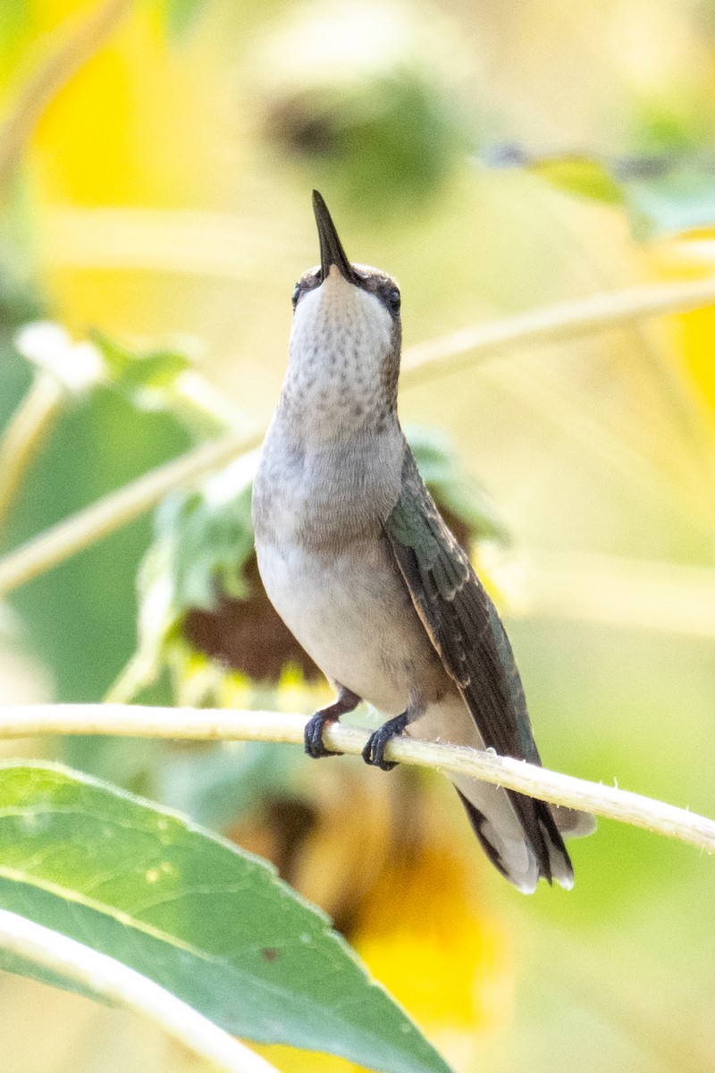 svartstrupekolibri - ML641394670