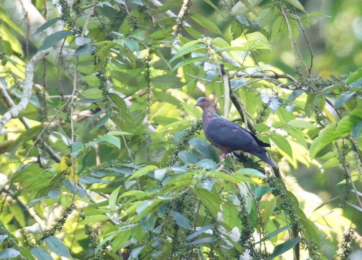 Western Bronze-naped Pigeon - ML641394671