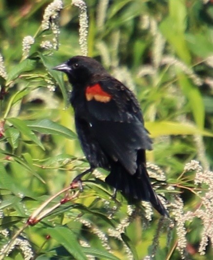Red-winged Blackbird - ML641394672