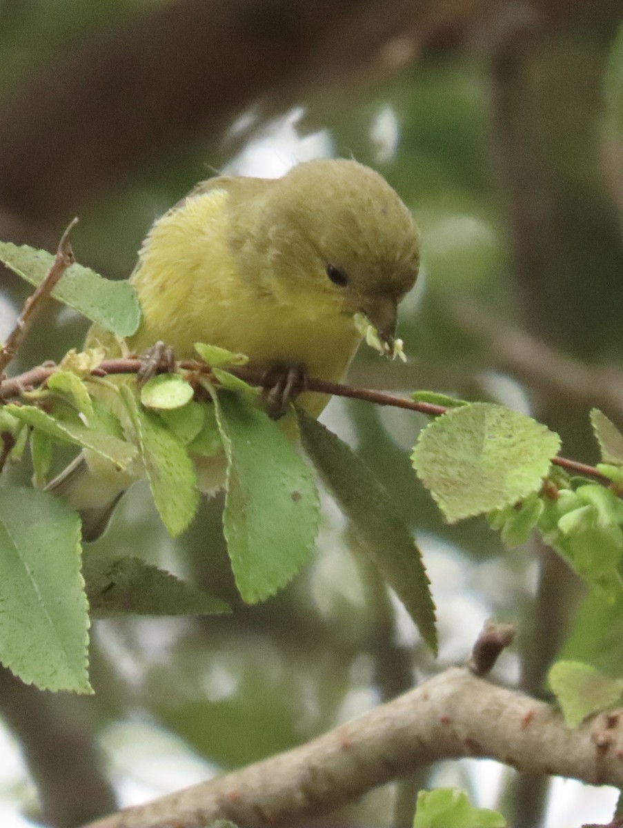 Lesser Goldfinch - ML641394675