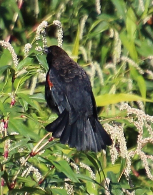 Red-winged Blackbird - ML641394679