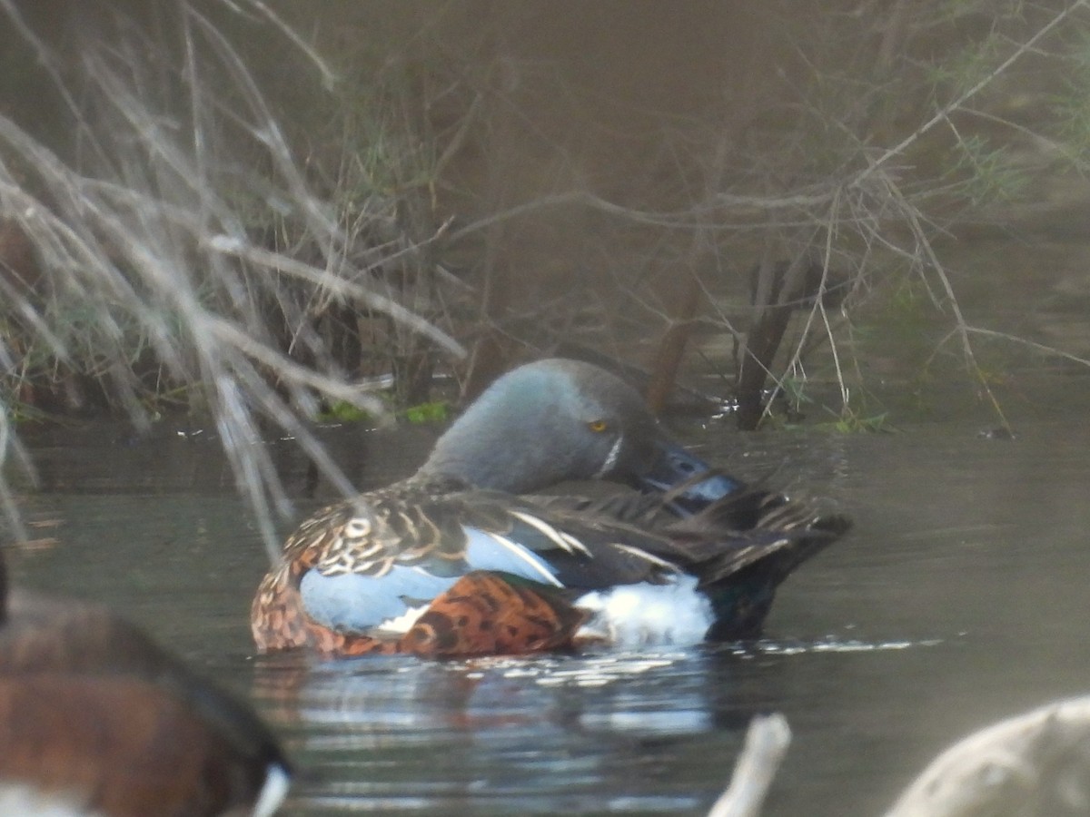 Canard bridé - ML641394718