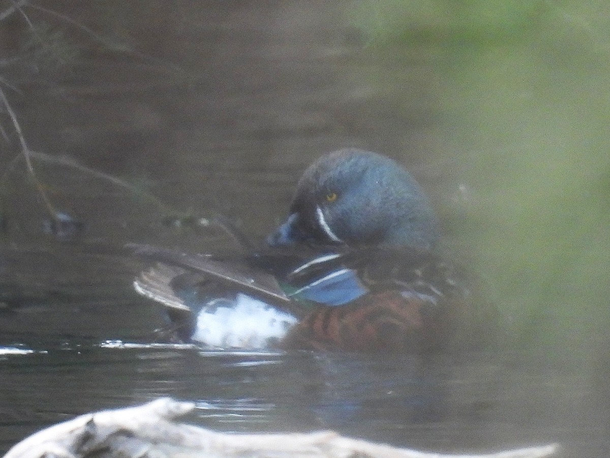 Canard bridé - ML641394719