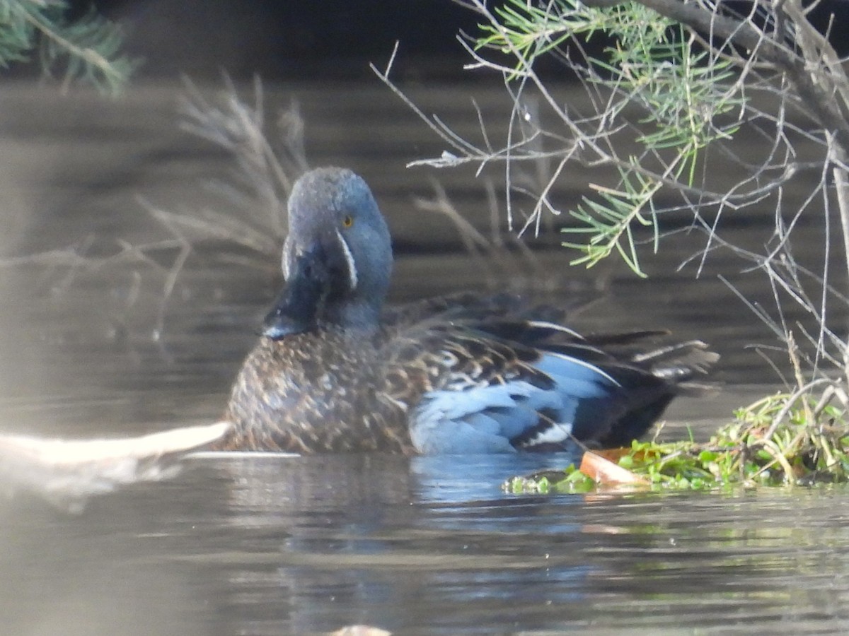 Canard bridé - ML641394720