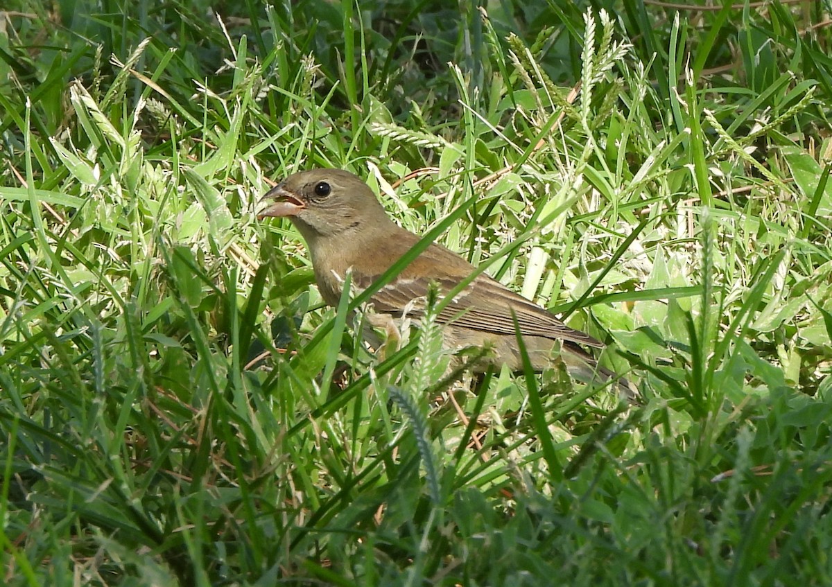 Lazuli Bunting - ML641394769