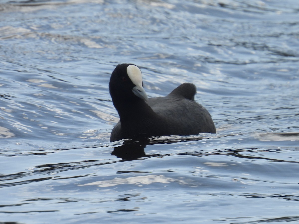 Eurasian Coot - ML641394770